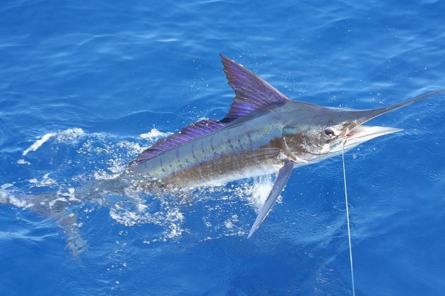 marlin riba mecarica.jpg