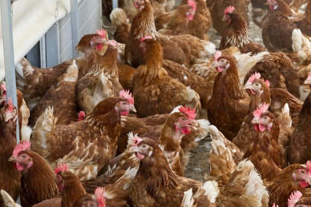 kokoši, perutnina, farma, rejci, reja