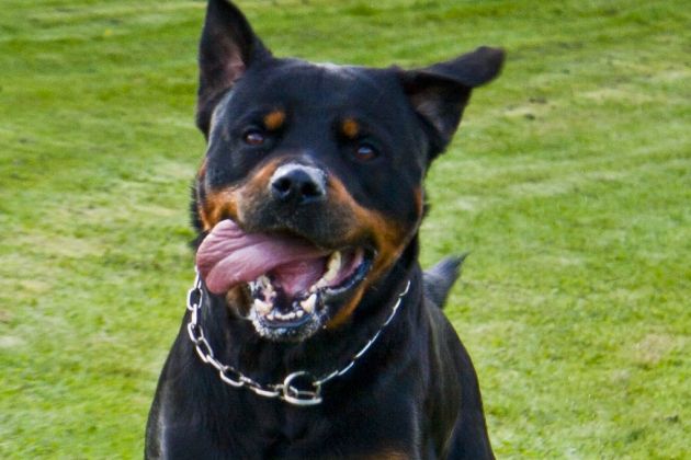 rotvajler rottweiler