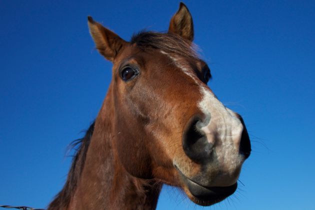 Policisti pomagali ujeti konja