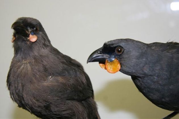 kokako-wiki.jpg