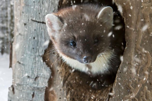 kuna zlatica, sneg, snežinke.jpg