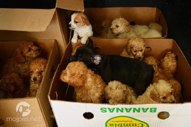 Psički s Fernetičev so že v varnem zavetju Zavetišča Horjul.