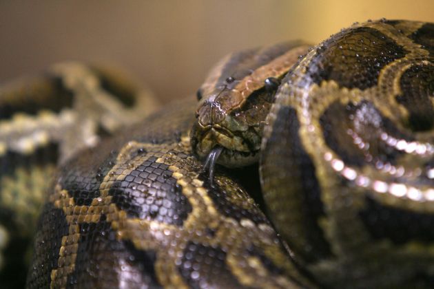 Piton je pojedel mladega kmeta.