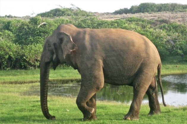 slon-azija-srilanka_profimedia.jpg