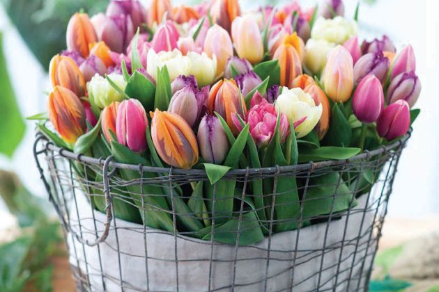 cvetlicni pozdrav2.jpg