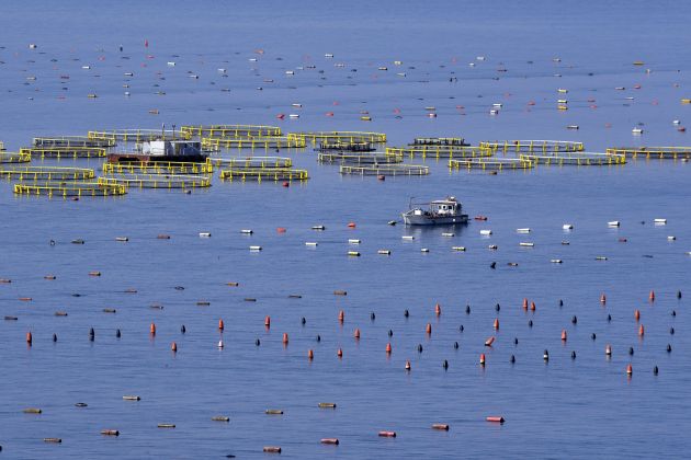 Školjčišče, školjke.jpg