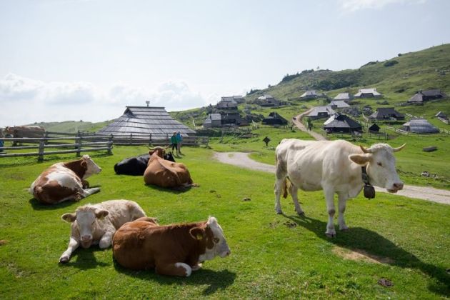 krave-velika-planina_bobo.jpg
