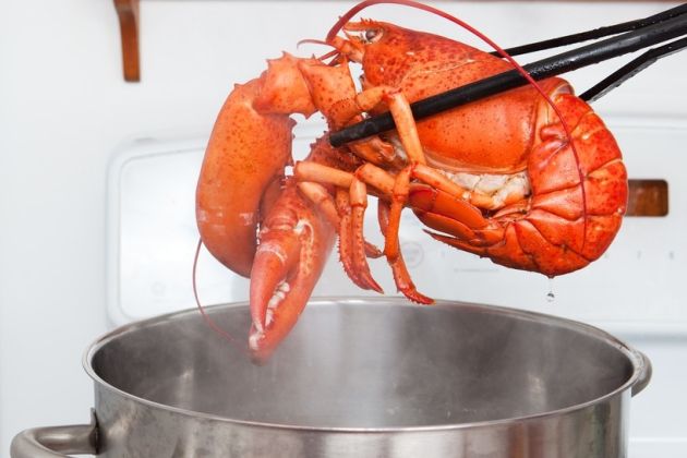 jastog, krop, vrela voda