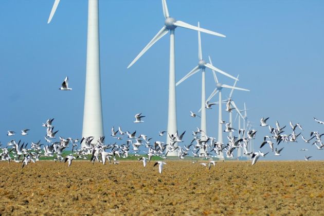 vetrne elektrarne, ptice