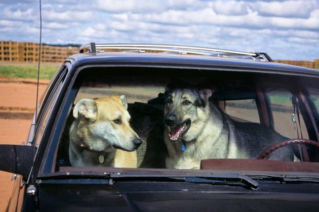 pes v avtomobilu, vročina.jpg