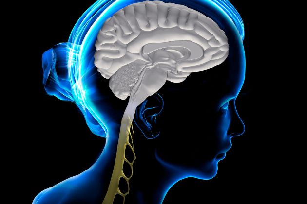 glava, možgani