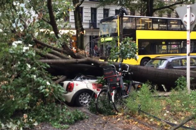 veter, drevesa, berlin.jpg