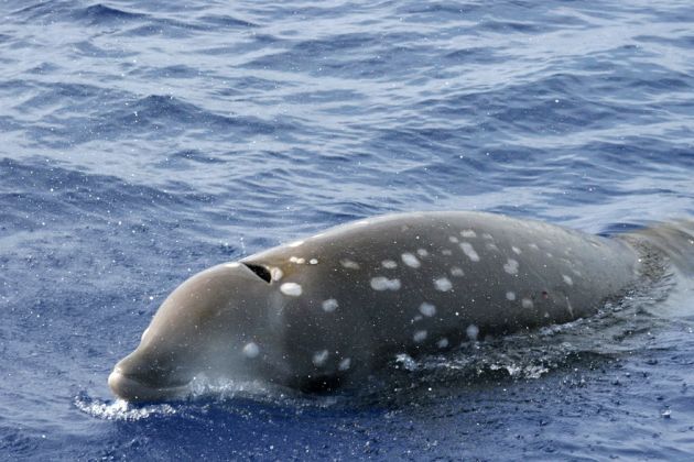 cuviers-beaked-whale.jpg