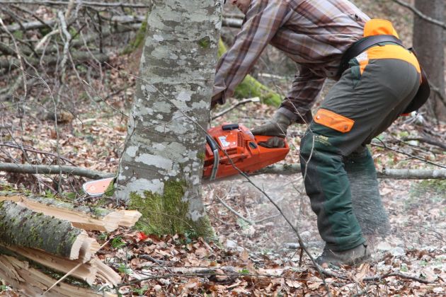 žaga drevo deblo drvar delo v gozdu