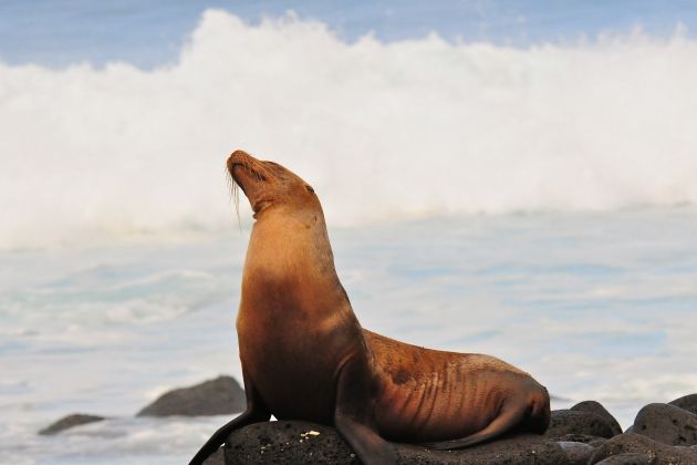 morski-lev-galapagos-wiki.jpg