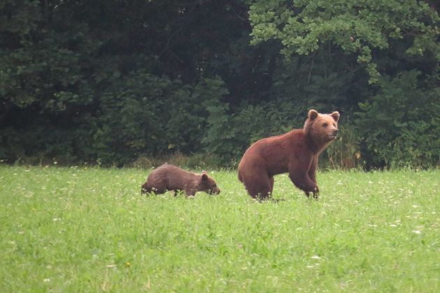 medvedka mladic barje andrej kapla fb.jpg