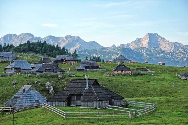 velika planina plansarije krave pastirstvo bobo.jpg