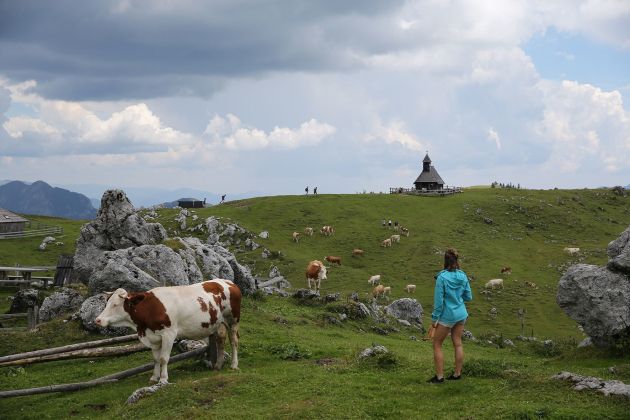 velika planina krave pl.jpg