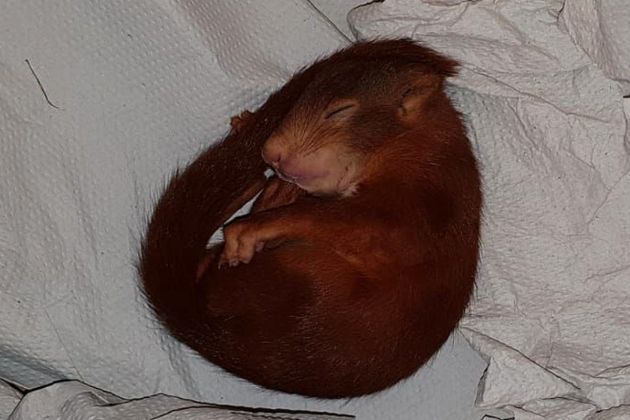 veverica karl friedrich tw.jpg