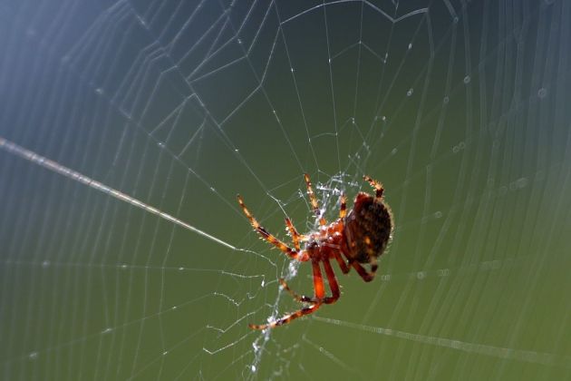 pajek mreza wiki.jpg