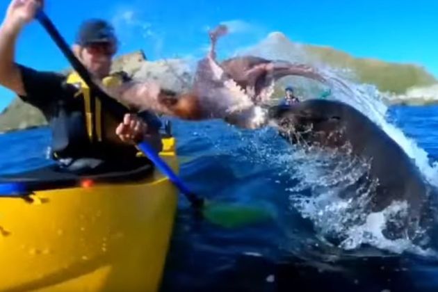 tjulenj hobotnica kayak.jpg