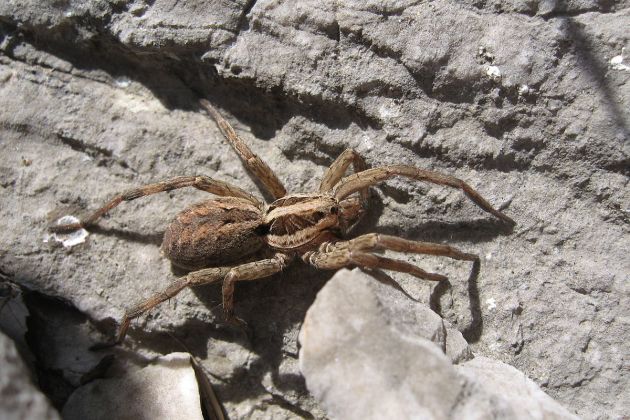 lycosa tarentula ruska tarantula wiki.JPG
