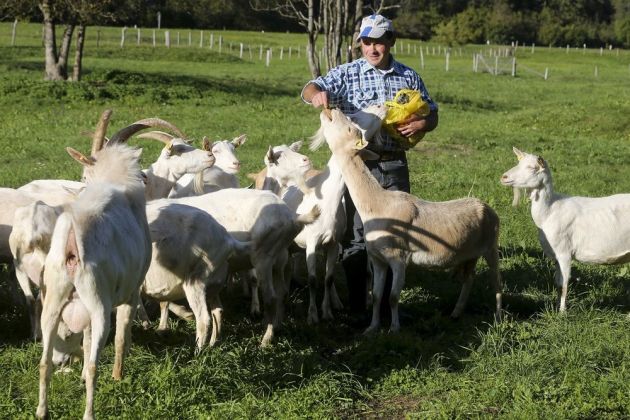 miha skantar koze pl1.jpg