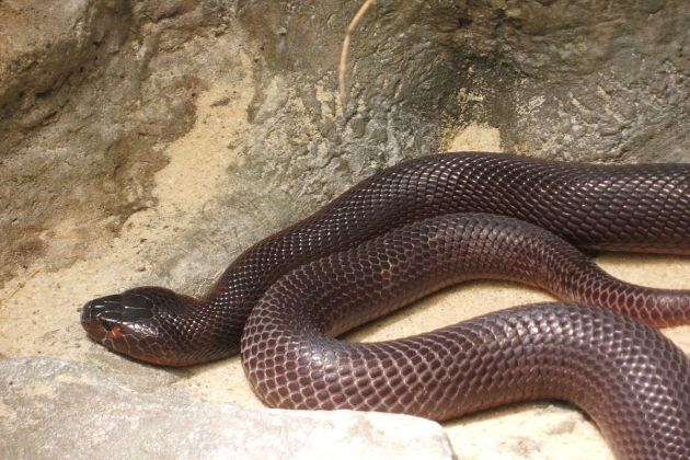 rdeca pljuvajoca kobra wiki.jpg