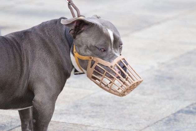 pitbull nagobcnik pf.jpg