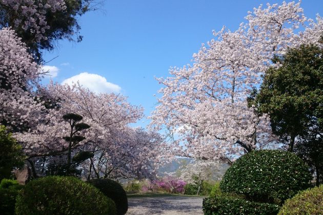 japonske cesnje cvetovi wiki.jpg