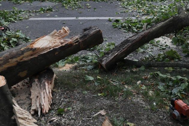 podrto drevo.jpg