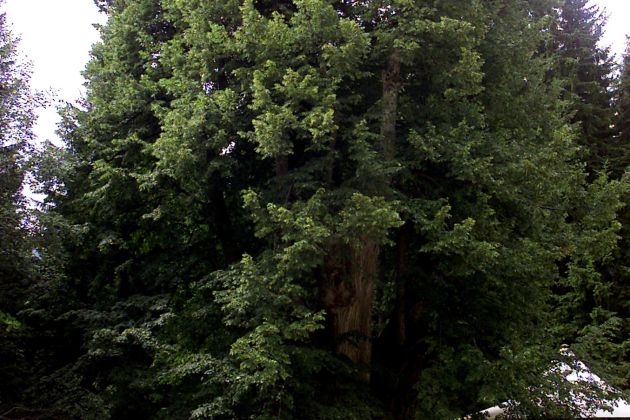 najevska lipa 2002 bobo.jpg