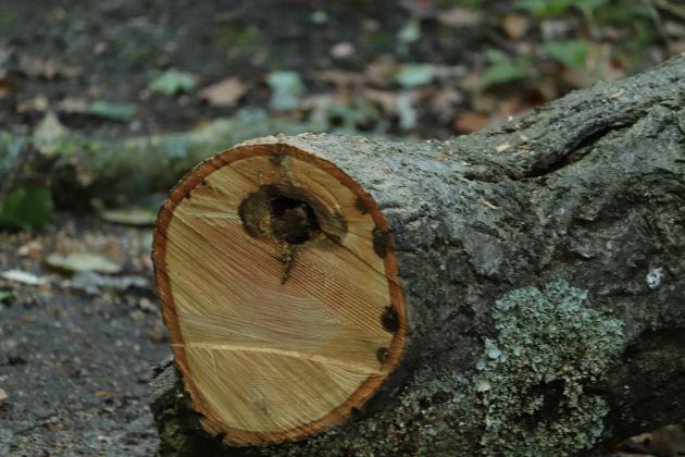 deblo drevo les pf.jpg