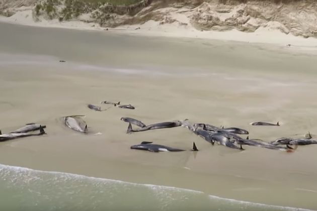 Nasedli kiti Nova Zelandija.JPG