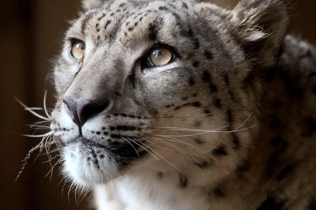 snezni leopard margaash pf.jpg