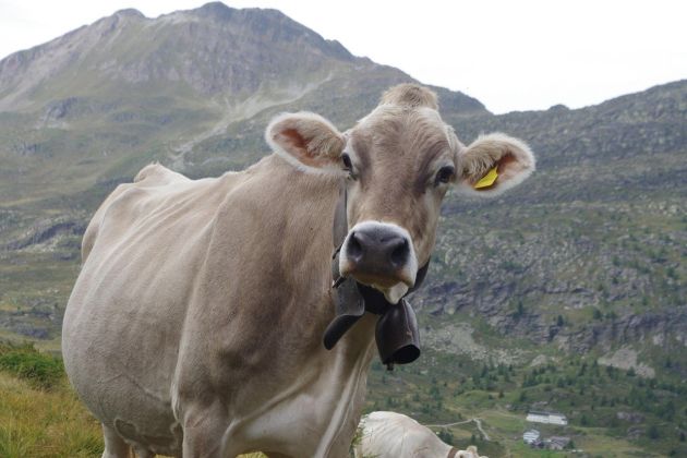 krava, kravji zvonec