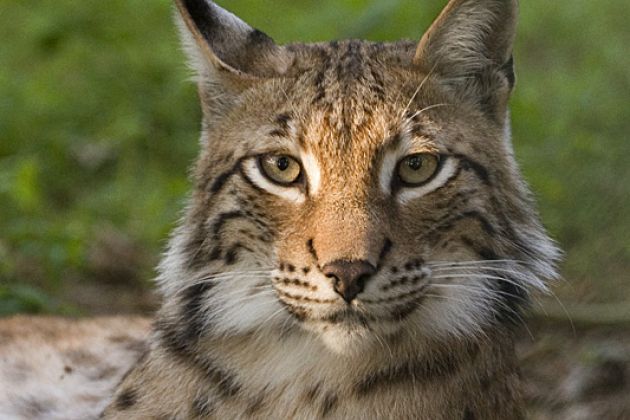 Lynx_lynx_poing.jpg