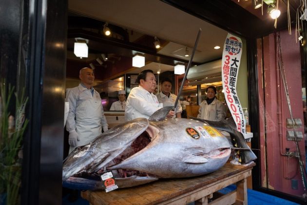 modroplavuti tun.jpg