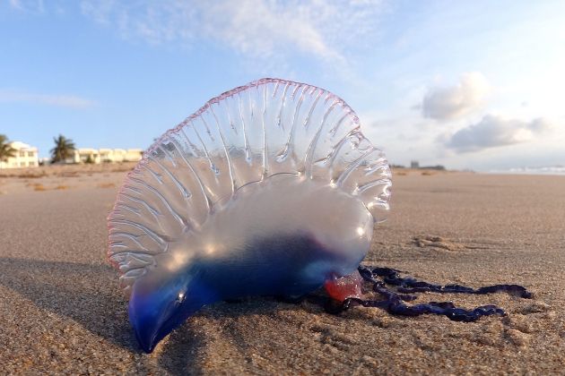 portugalska ladjica meduza wiki.jpg