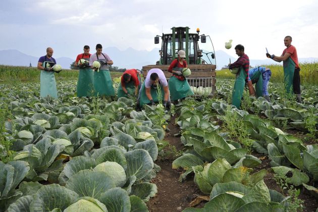 kmetijstvo zelje polje traktor delavci bobo.jpg