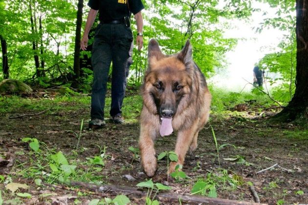 nemška policija, policijski pes