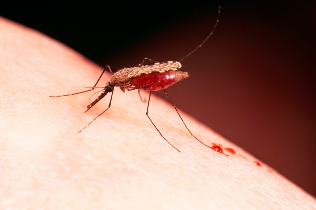 komar kri malarija.jpg