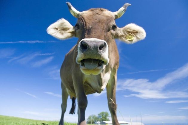 krava, krave, alpe, telički