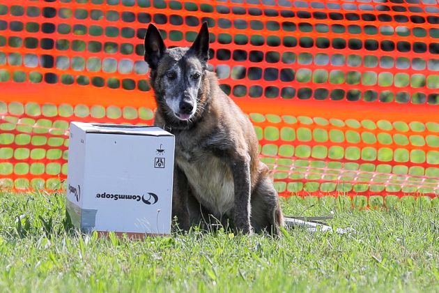 policijski pes bobo.jpg