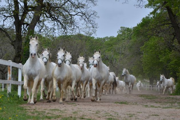 lipicanci konji lipica.jpeg
