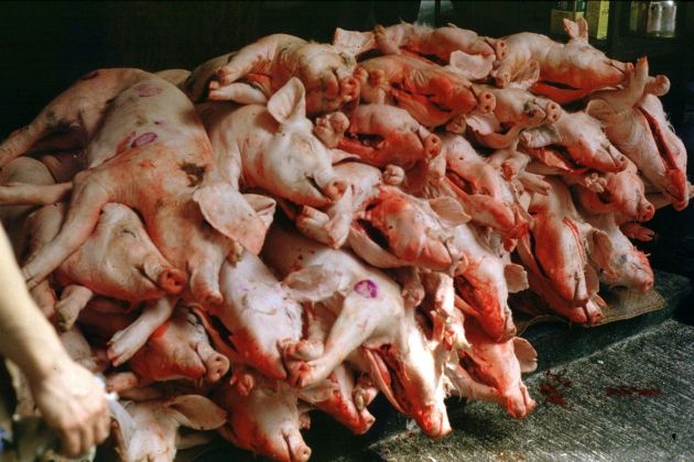 afriška prašičja gripa, svinjina, svinje, zakol, kitajska