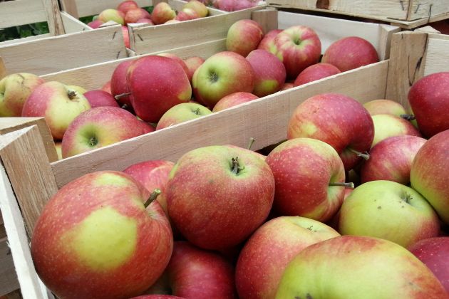 Maribor - nabiranje jabolk jabolka - sadje - delo