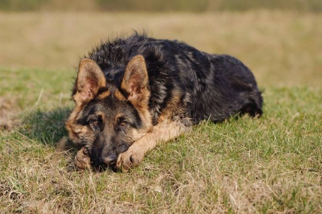 nemski ovcar, pes.jpg