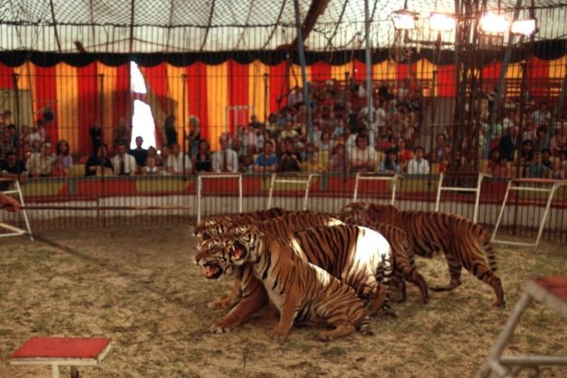 tigri, cirkus